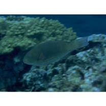 Scarus globiceps Valenciennes, 1840