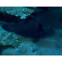 Scarus niger Forsskal, 1775