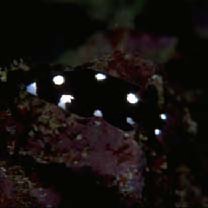 Bodianus axillaris (Bennett, 1832)