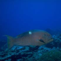 Bodianus perditio (Quoy et Gaimard, 1834)