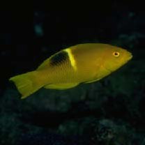 Bodianus perditio (Quoy et Gaimard, 1834)