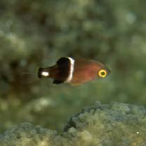 Bodianus perditio (Quoy et Gaimard, 1834)