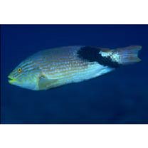 Bodianus loxozonus (Snyder, 1908)