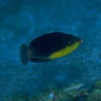 Anampses twistii Bleeker, 1856