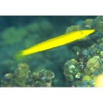 Cheilio inermis (Forsskal, 1775)