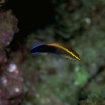 Labroides pectoralis Randall et Springer, 1975