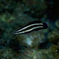 Labropsis manabei Schmidt, 1931