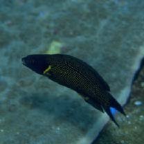 Labropsis xanthonota Randall, 1981