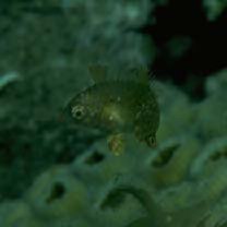 Macropharyngodon meleagris (Valenciennes, 1839)