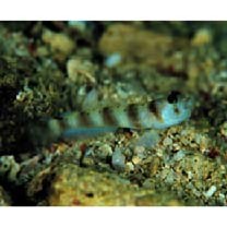 Amblyeleotris arcupinna Mohlmann et Munday, 1999