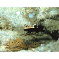 Lotilia klausewitzi Shibukawa, Suzuki et Senou, 2012