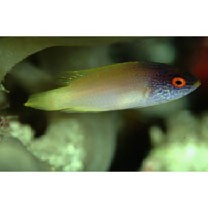 Cirrhilabrus rhomboidalis Randall, 1988