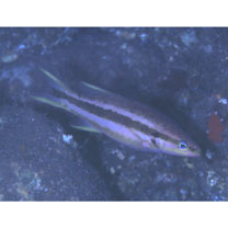 Liopropoma lemniscatum Randall et Taylor, 1988