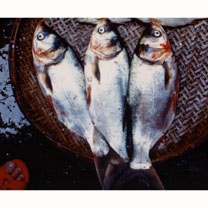 Aristichthys nobilis (Richardson, 1844)