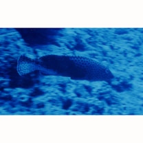 Epinephelus macrospilos (Bleeker, 1855)