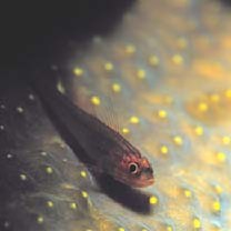 Trimma striatum (Herre, 1945)