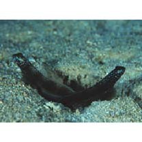 Amblyeleotris latifasciata Polunin et Lubbock, 1979