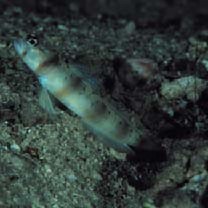 Amblyeleotris arcupinna Mohlmann et Munday, 1999