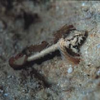 Gobiidae, indeterminate genus et species