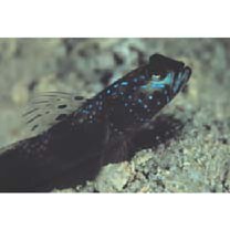 Amblyeleotris latifasciata Polunin et Lubbock, 1979