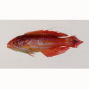 Paracheilinus attenuatus Randall, 1999