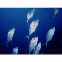 Gnathanodon speciosus (Forsskal, 1775)