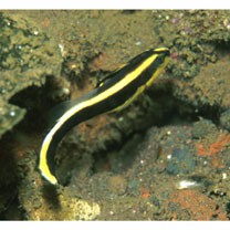 Diagramma pictum (Thunberg, 1792)