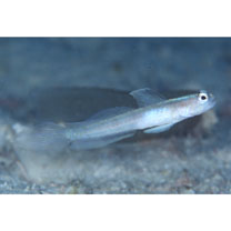 Vanderhorstia belloides Randall, 2007