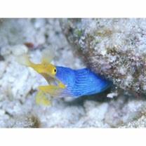 Rhinomuraena quaesita Garman, 1888