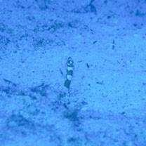 Gorgasia preclara Bohlke et Randall, 1981