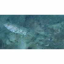 Synodus dermatogenys Fowler, 1912