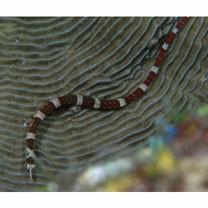 Corythoichthys amplexus Dawson et Randall, 1975