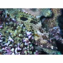 Epinephelus hexagonatus (Forster, 1801)