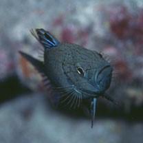 Belonoperca chabanaudi Fowler et Bean, 1930