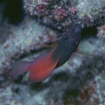 Labracinus cyclophthalmus (Muller et Troschel, 1849)