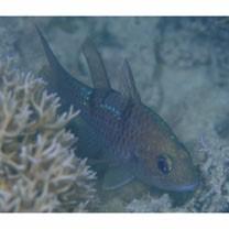 Pristicon trimaculatus (Cuvier, 1828)