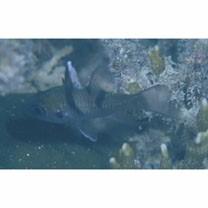 Pristicon trimaculatus (Cuvier, 1828)