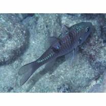 Pristicon trimaculatus (Cuvier, 1828)