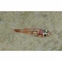 Apogon cf. deetsie Randall, 1998