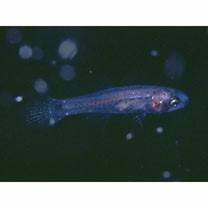 Pseudamia gelatinosa Smith, 1955