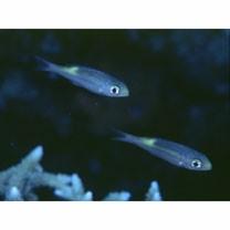 Gnathodentex aureolineatus (Lacepede, 1802)