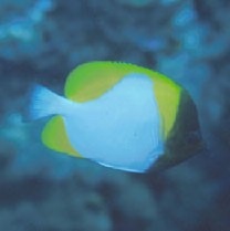 Hemitaurichthys polylepis (Bleeker, 1857)