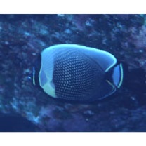 Chaetodon reticulatus Cuvier, 1831