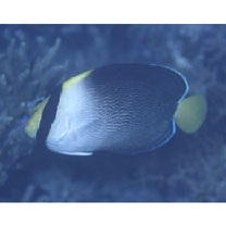 Chaetodontoplus mesoleucus (Bloch, 1787)