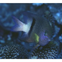 Plectroglyphidodon dickii (Lienard, 1839)