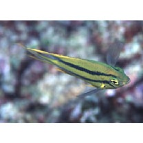 Neoglyphidodon nigroris (Cuvier, 1830)