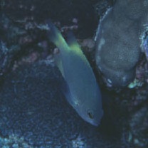 Pomacentrus lepidogenys Fowler et Bean, 1928