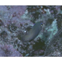 Stegastes insularis Allen et Emery, 1985