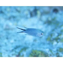 Pomachromis richardsoni (Snyder, 1909)