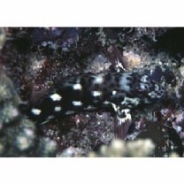 Cirrhitus pinnulatus (Schneider, 1801)